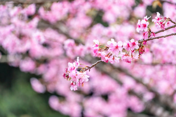 Beautiful cherry blossoms sakura tree bloom in spring in the park, copy space, close up.