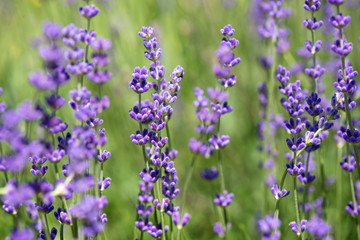 Blossoming lavender field, meadow at sunrise, springs blossoms for bees collecting nectar and pollinating new flowers. Beautiful summer morning or evening purple background.  