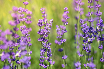 Obraz premium Blossoming lavender field, meadow at sunrise, springs blossoms for bees collecting nectar and pollinating new flowers. Beautiful summer morning or evening purple background. 