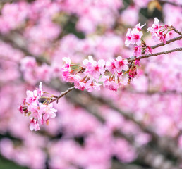 Beautiful cherry blossoms sakura tree bloom in spring in the park, copy space, close up.