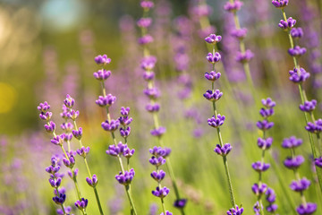 Fototapeta premium Blossoming lavender field, meadow at sunrise, springs blossoms for bees collecting nectar and pollinating new flowers. Beautiful summer morning or evening purple background. 