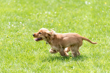 3 month old cocker spaniel playing on a grass field