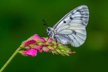 Closeup  beautiful butterflies sitting on flower