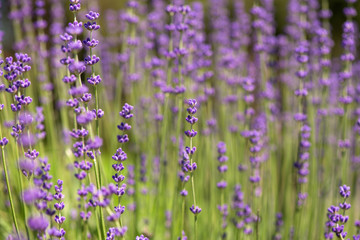 Blossoming lavender field, meadow at sunrise, springs blossoms for bees collecting nectar and pollinating new flowers. Beautiful summer morning or evening purple background.  