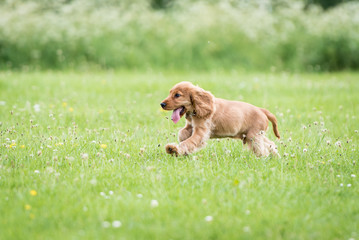 3 month old cocker spaniel playing on a grass field
