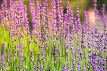 Blossoming lavender field, meadow at sunrise, springs blossoms for bees collecting nectar and pollinating new flowers. Beautiful summer morning or evening purple background.  