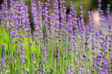 Blossoming lavender field, meadow at sunrise, springs blossoms for bees collecting nectar and pollinating new flowers. Beautiful summer morning or evening purple background.  