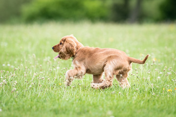 3 month old cocker spaniel playing on a grass field