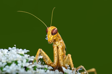 Close up of pair of Beautiful European mantis ( Mantis religiosa )