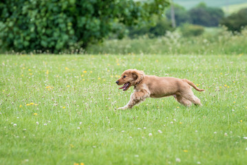 3 month old cocker spaniel playing on a grass field