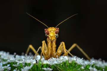 Close up of pair of Beautiful European mantis ( Mantis religiosa )