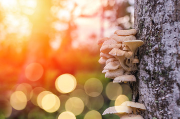 Tree mushroom with bokeh background