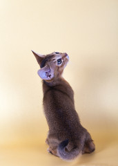 An little male  abyssinian ruddy cat, kitty