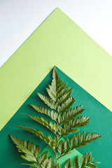 Fern leaf on a multi-colored green cardboard around a gray background with copy space. Natural composition as a background for your ideas. Flat lay