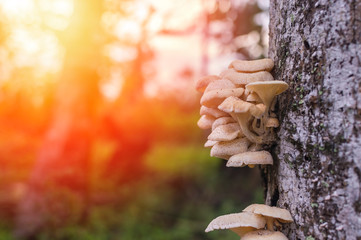 Tree mushroom with bokeh background