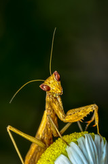 Close up of pair of Beautiful European mantis ( Mantis religiosa )