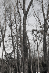 tree branches in winter