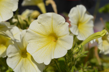 Fototapeta na wymiar Yellow garden petunia