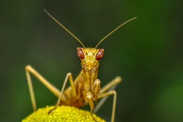 Close up of pair of Beautiful European mantis ( Mantis religiosa )