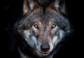 Tuinposter Close-up portret van een Europese grijze wolf © Sabina Schaaf