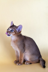 An little male  abyssinian ruddy cat, kitty