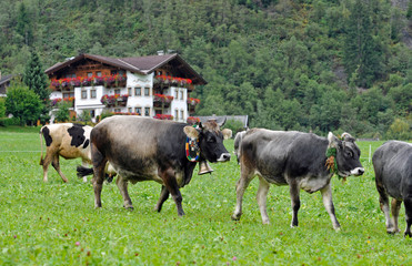 geschmückte kühe zu viehscheid im stubaital