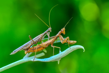 Close up of pair of Beautiful European mantis ( Mantis religiosa )