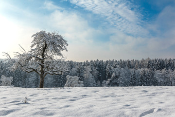 Schneebedeckter Baum in Winterlandschaft