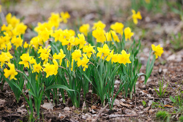 Yellow daffodils in the garden