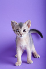 An little male  abyssinian ruddy, blue cat, kitty