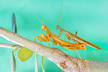 Close up of pair of Beautiful European mantis ( Mantis religiosa )