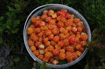 Cloudberry