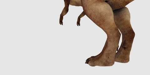 Fototapeta premium Extremely detailed and realistic high resolution 3d illustration of a T-Rex Dinosaur isolated on white Background