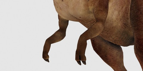 Extremely detailed and realistic high resolution 3d illustration of a T-Rex Dinosaur isolated on white Background © Sasa Kadrijevic
