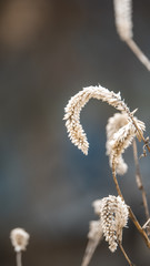 Dry grass(Celosia argentea) in winter