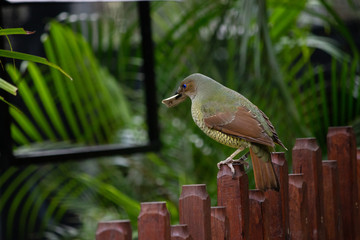 female bowerbirds Australia