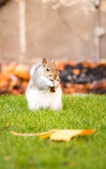 Brown squirrel eating nut closeup fluffy zoom sunny day green grass