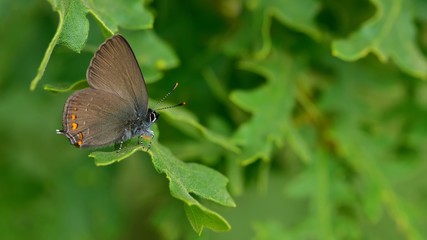 Satyrium ilicis  562