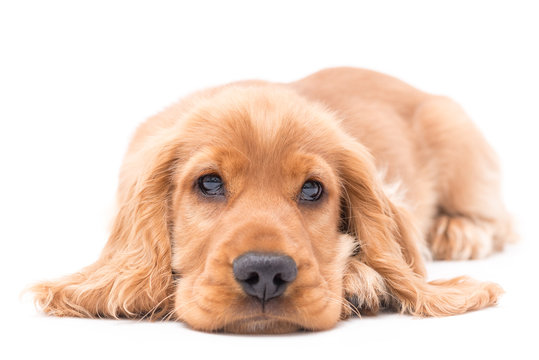 A golden cocker spaniel puppy photo shoot isolated on white background