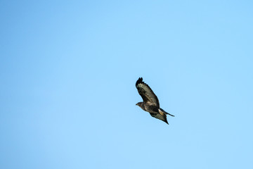 Buzzard (Buteo buteo) in flight