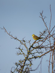 Single male yellowhammer (Emberiza citrinella)