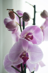 orchidea - obrazy, fototapety, plakaty