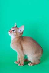 An little abyssinian sorrel cat, kitty