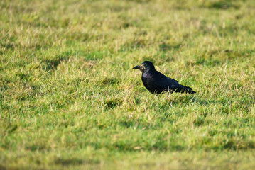 Single Rook (Corvus frugilegus) walking through grass