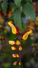 Naklejka na ściany i meble Thunbergia mysorensis, also called Mysore trumpetvine or Indian clock vine, is a species of flowering plant in the family Acanthaceae.