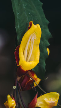 Thunbergia mysorensis, also called Mysore trumpetvine or Indian clock vine, is a species of flowering plant in the family Acanthaceae.