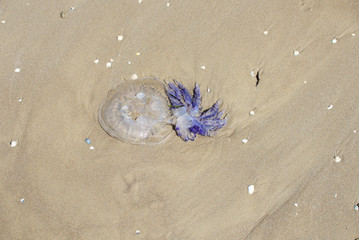 close up on jellyfish on the beach © irontrybex
