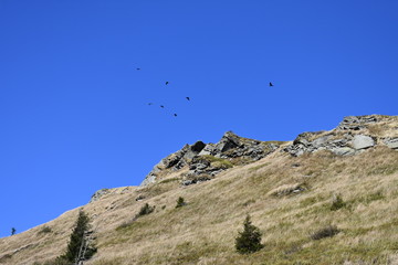 Fototapeta na wymiar Ptaki nad górami