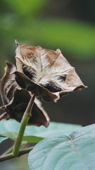 Obraz premium Fruits of Abroma augustum, which's name sometimes written Abroma augusta, Devil's cotton,