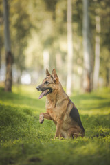 Naklejka premium dog portrait